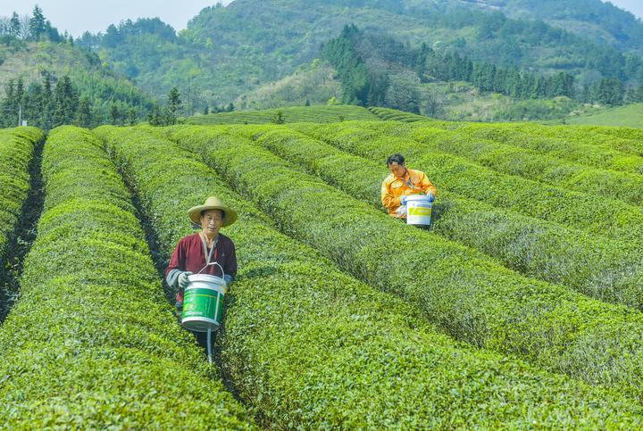 万亩茶园春景如画