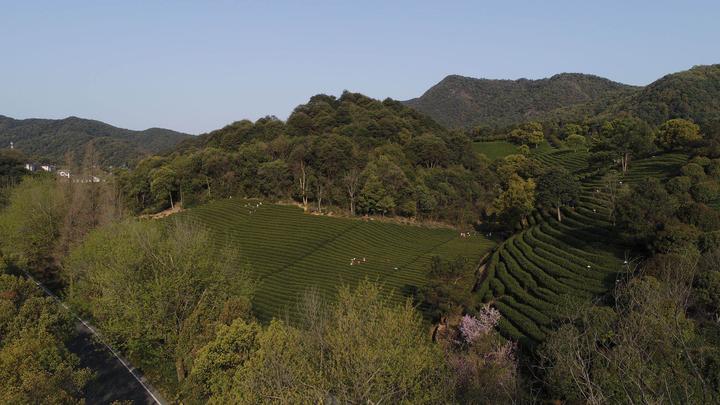 个村庄,现有茶农223户,茶园面积774亩,每年西湖龙井的产量在3万斤左右