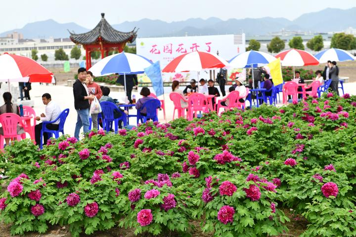 東陽:花園村花開了 四季可賞花