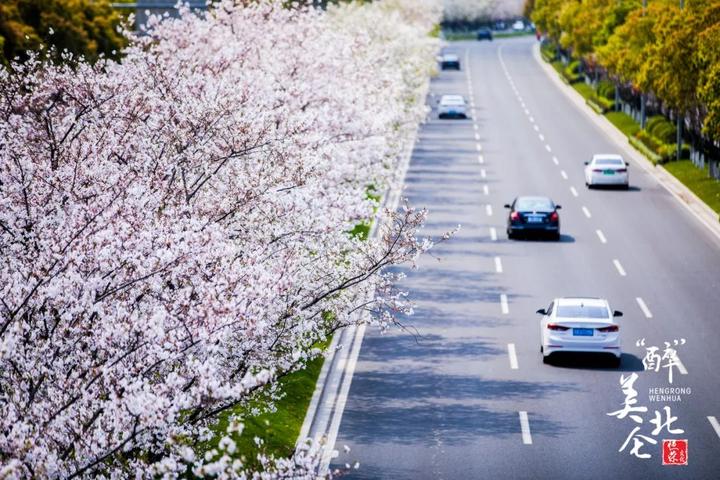 北仑樱花公园图片