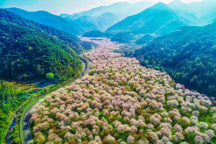 章镇张村樱花谷-阮佳波.jpg