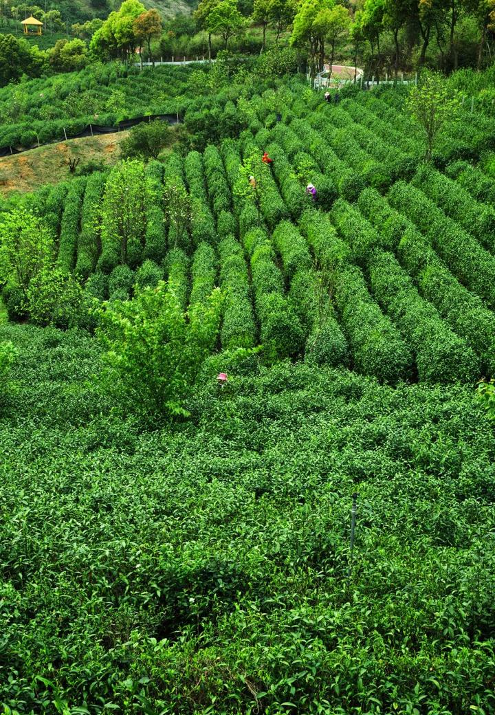 慈溪茶叶（慈溪茶叶批发市场在那边

）《慈溪茶叶批发市场在哪里》