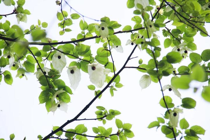 鸽子花梵净山图片