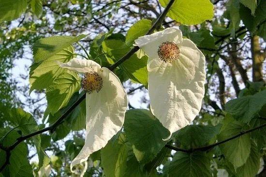 鸽子花梵净山图片