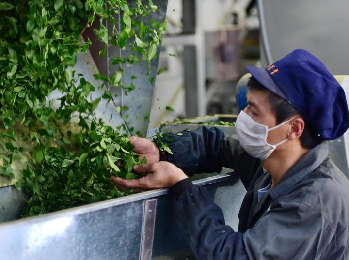 加工新茶5.jpg
