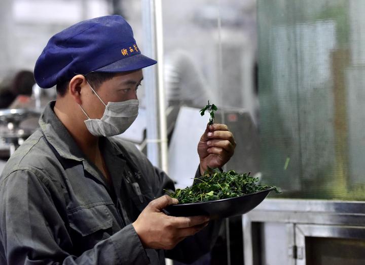 加工新茶7.jpg