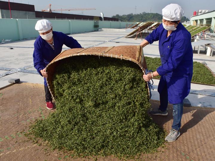 加工新茶12.jpg