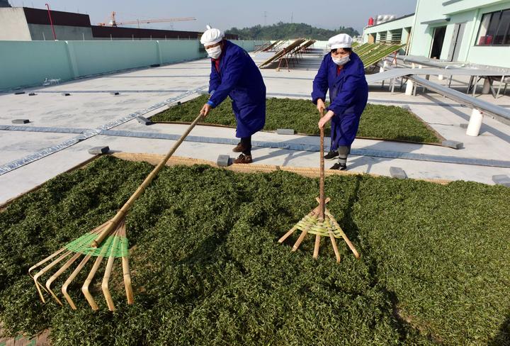 加工新茶13.jpg