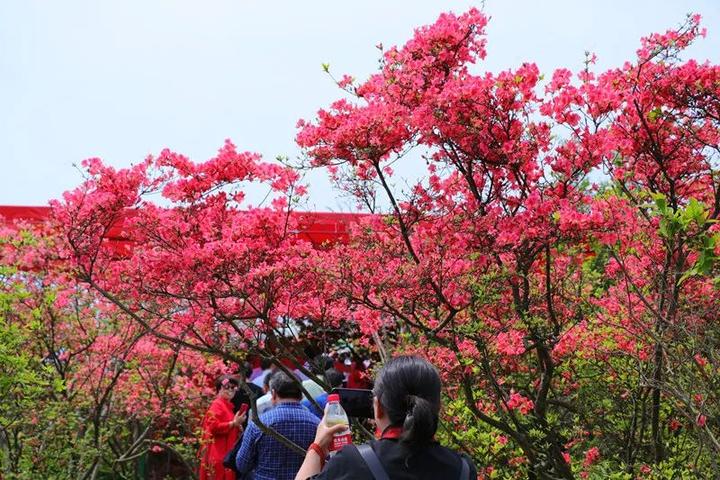 杜鵑盛放磐安花事在即準備出發