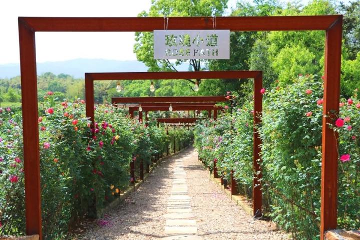 5月邀你共赏湖州这片玫瑰花海