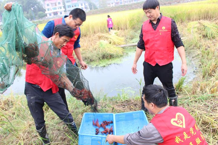 养蟑螂致富_怎样去下眼袋农村养什么致富_致富经养虾