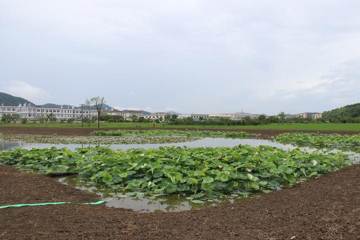 从养殖业到生态旅游业,不但要富更要美—梁湖街道西华瑶村的蜕变