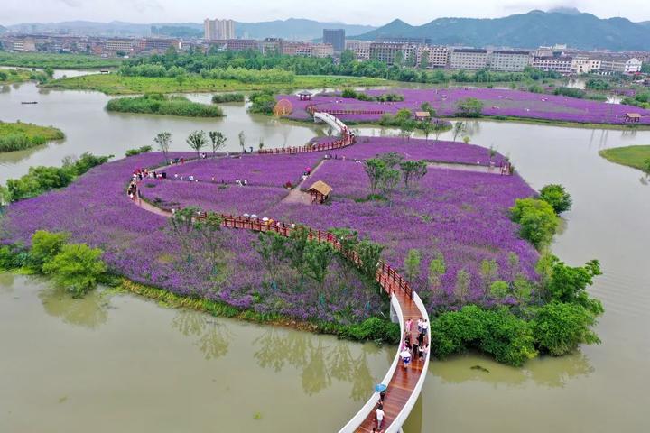 不用再遠赴法國普羅旺斯,去溫嶺,便能感受別緻的紫