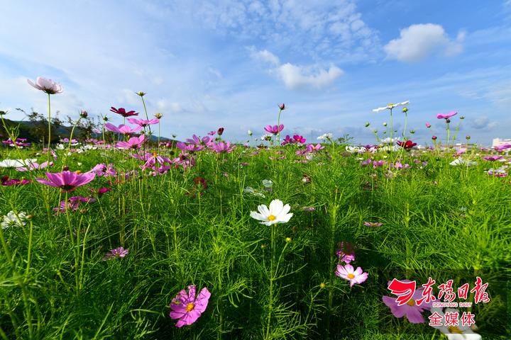 6月1日下午,东阳市南马镇花园村现代农业生态园成片的波斯菊绽放,勾勒