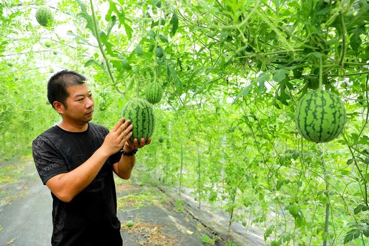 草莓地里的西瓜 长在空中 温岭首次引进网架西瓜栽培技术