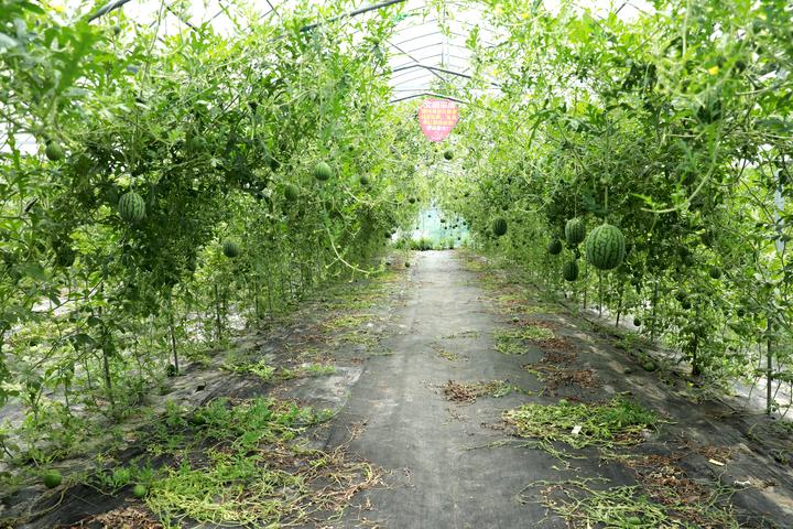 草莓地里的西瓜 长在空中 温岭首次引进网架西瓜栽培技术