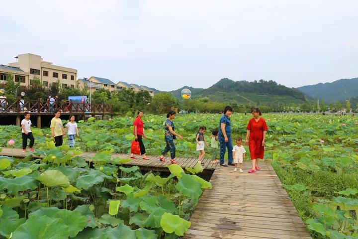 莲花县哪个乡人口最少_莲花县荷花博览园(2)