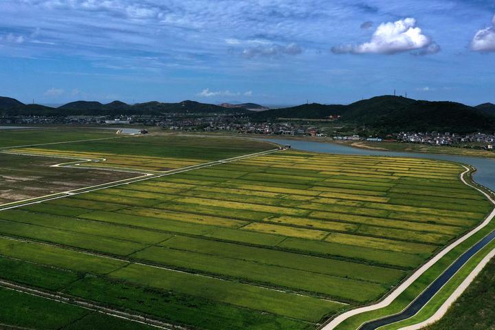 舟山:盐田上种出优质稻