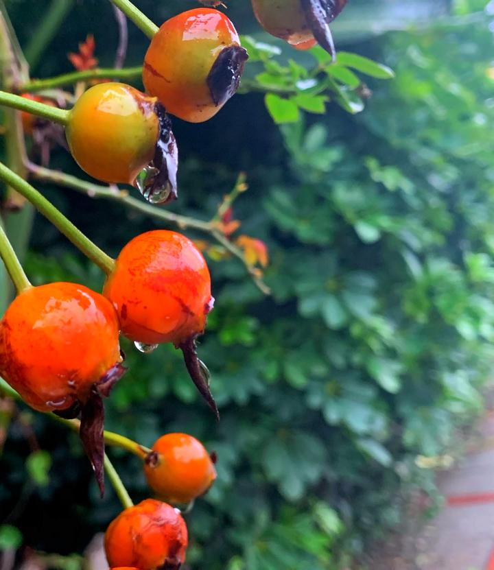 摄影师驾到丨秋花与秋实