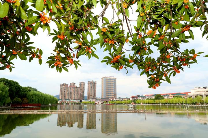 东阳桂花飘香别样风景