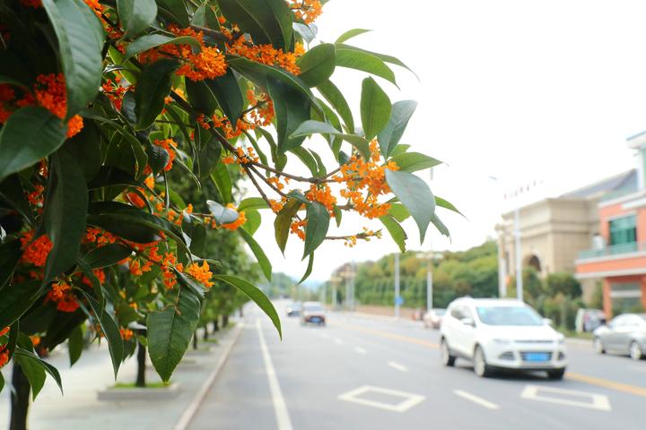 东阳桂花飘香别样风景