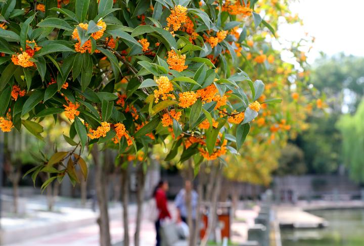 东阳桂花飘香别样风景