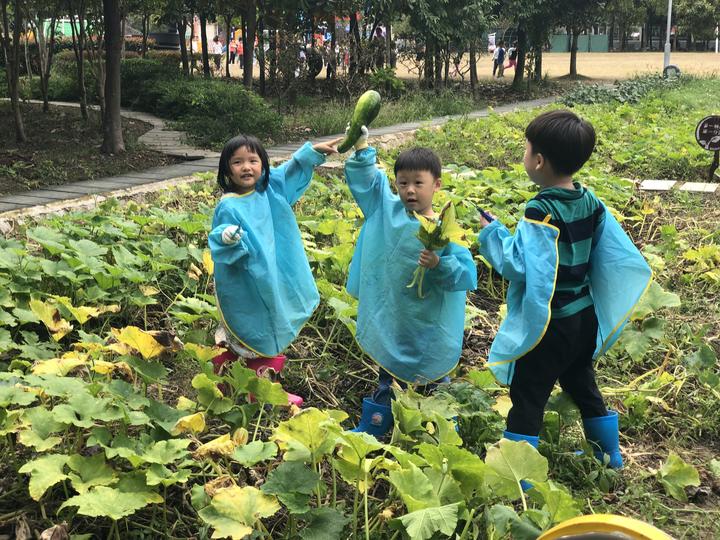 快樂的小農夫鶴琴幼兒園孩子清理南瓜地紀實