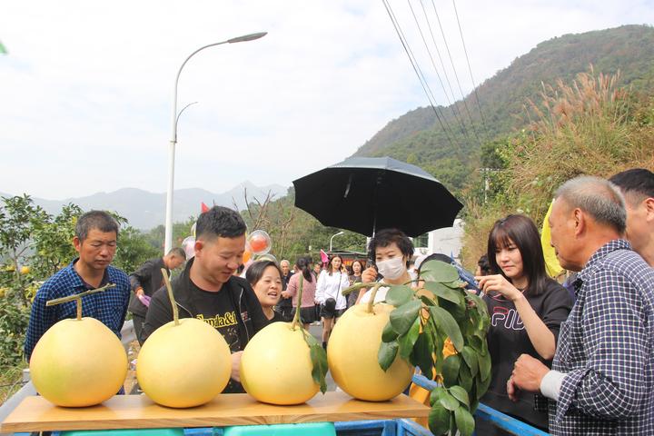 平阳凤卧柚采摘节热闹开启柚子王拍出万元高价