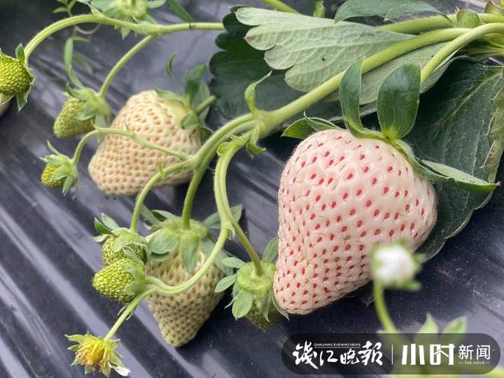 150元一斤的白草莓价格有没可能亲民点新品种明年见
