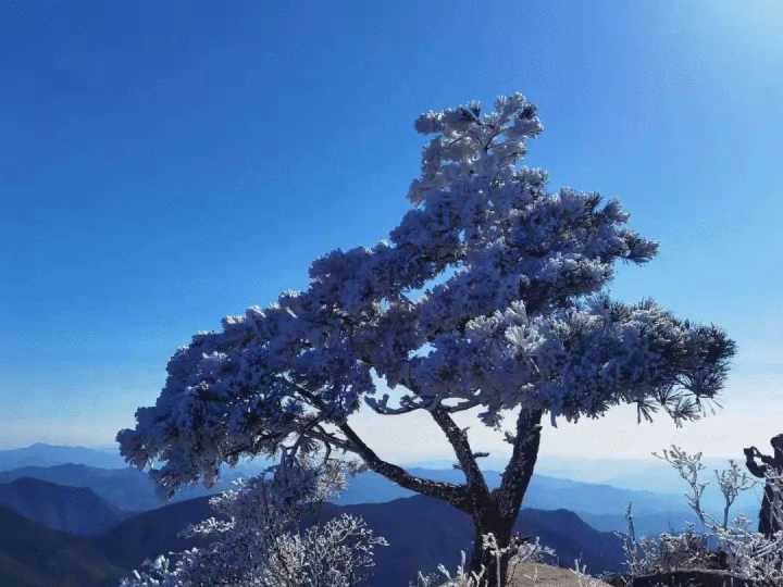 缙云大洋山雾凇图片