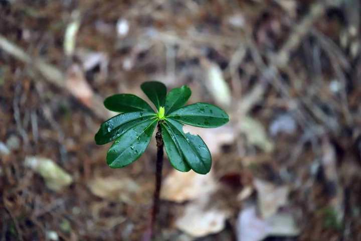 别名千层塔救命王磐安大盘山保护区发现大片珍稀中草药