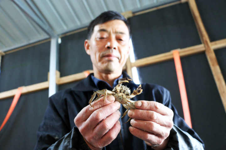 哪里养殖螃蟹,记者探访全国最大的大闸蟹生产基地：“中暑”减产