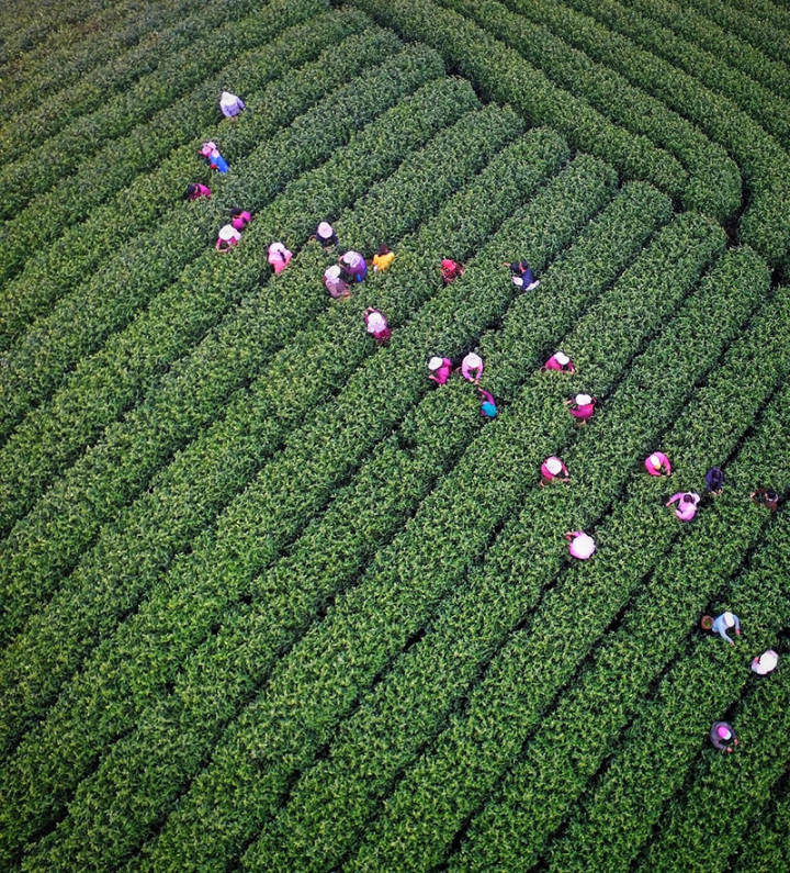 浙江日報關注丨飛舞雙手採茶忙一捻一挑皆有情