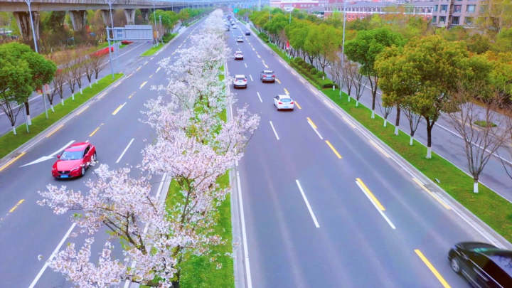 北仑樱花大道图片图片