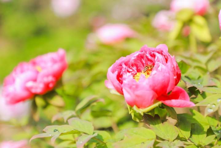 余杭仁和普宁牡丹花会开幕来看600岁花魁u201c玉楼春u201d