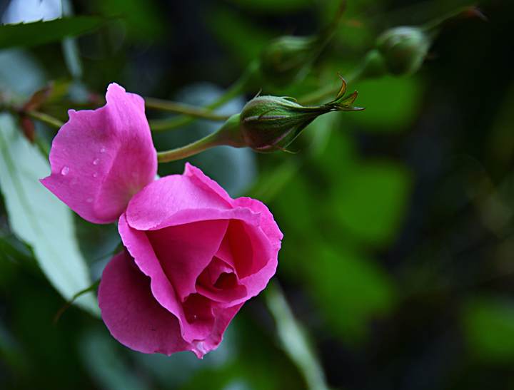 摄影师驾到丨春风细雨时时催蔷薇月香纷纷开