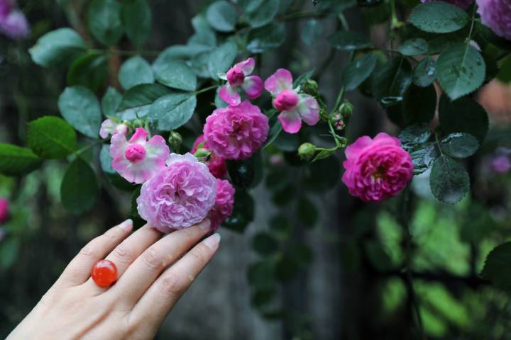 摄影师驾到 雨后蔷薇娇艳欲滴