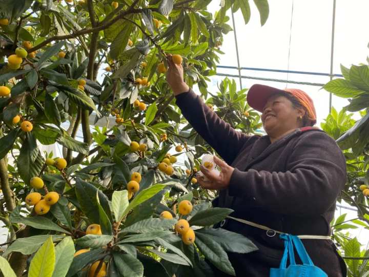 5月 是吃枇杷的季节黄岩最新采摘地图来了