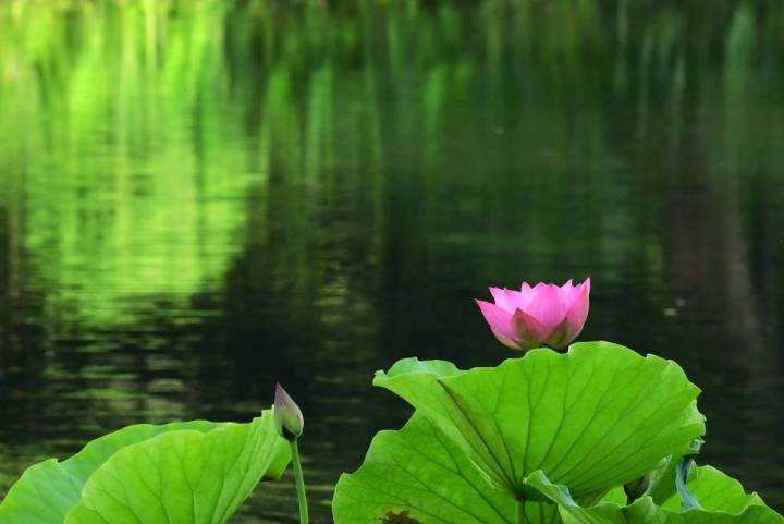 花期曲谱_玫瑰到了花期(2)