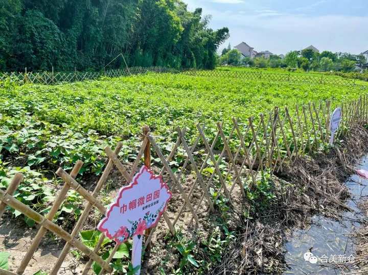 饱眼福又享口福平湖新仓荒地变菜园