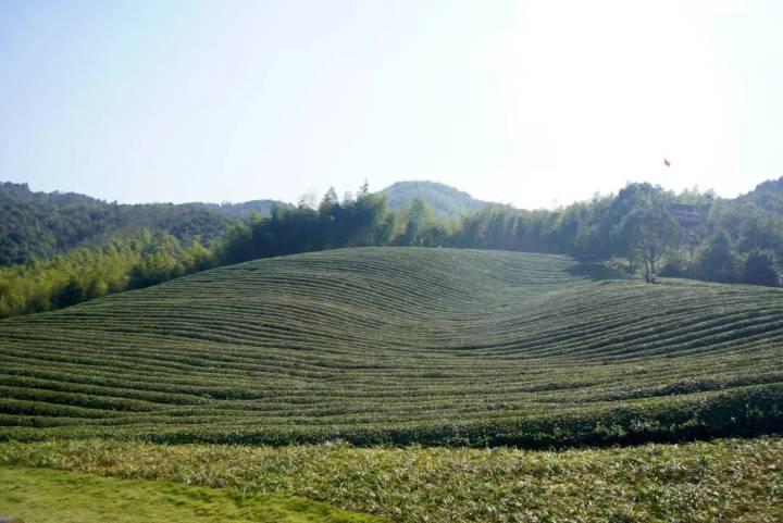 坡塘村茶园"随着乡村振兴工作的开展,村里的各项硬件设施显著提升.