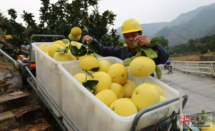玉环文旦坐着小火车下山来
