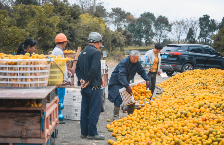 双塘村种植基地,舟山本地水果销售商陈方菊正向橘农过称收购柑橘