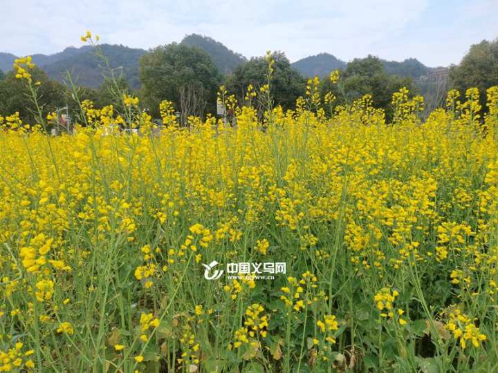 春意盎然義烏今春第一波油菜花驚豔上線