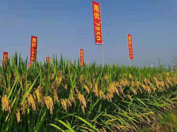 "甬优1540已成为第一个在浙江,上海,江苏,湖北,湖南等多个省市大