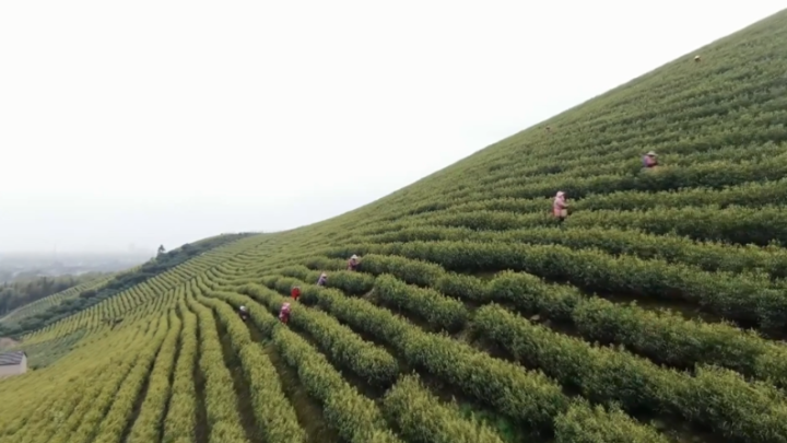 每斤5000元长兴特色茶叶金紫笋开采