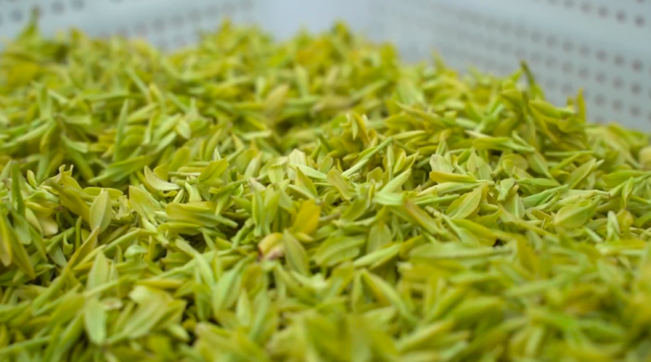 每斤5000元长兴特色茶叶金紫笋开采