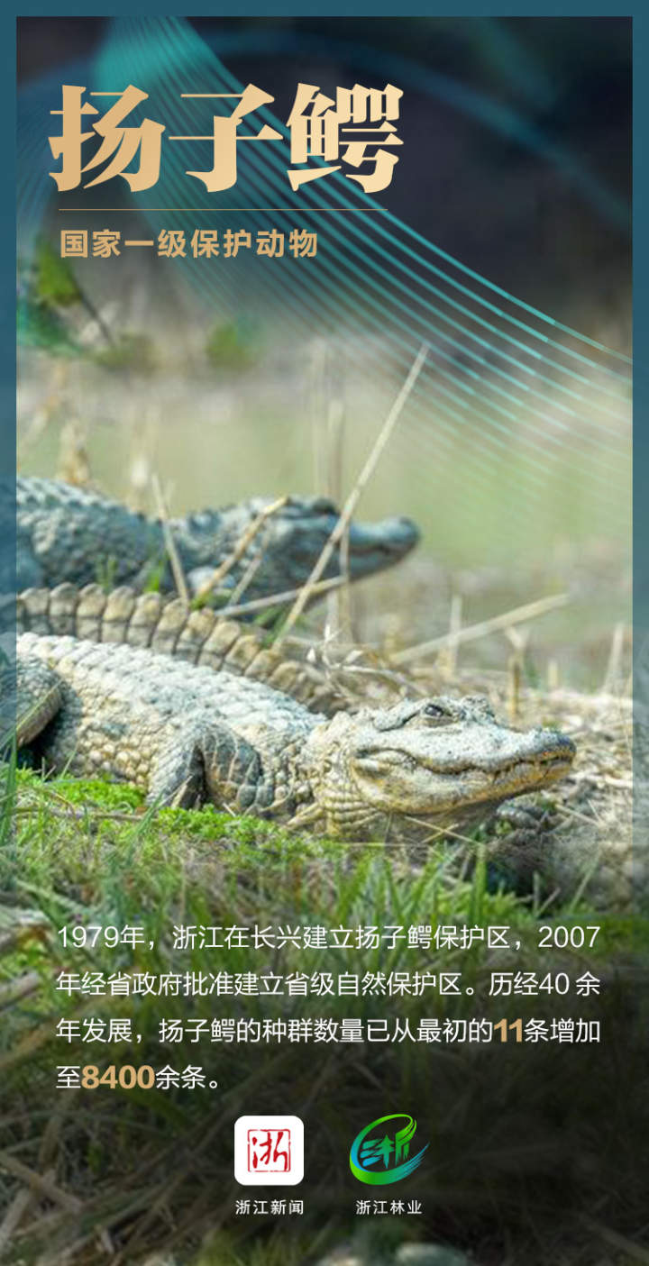 保护扬子鳄的海报图片