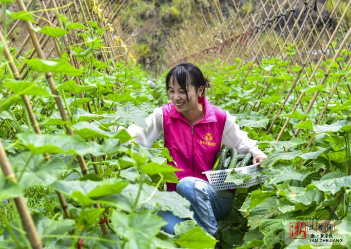 淳安村坑村共富菜园又一次大丰收