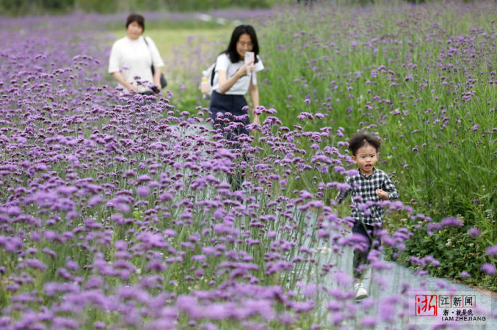 杭州 紫色花海恣意绽放